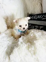 AKC Rowan, a male Chihuahua for sale in Purvis, MS – Photo 4 of 9