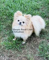AKC Rowan, a male Chihuahua for sale in Purvis, MS – Photo 9 of 9