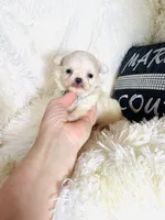 AKC Rowan, a male Chihuahua for sale in Purvis, MS – Photo 5 of 9