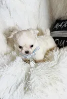 AKC Rowan, a male Chihuahua for sale in Purvis, MS – Photo 2 of 9