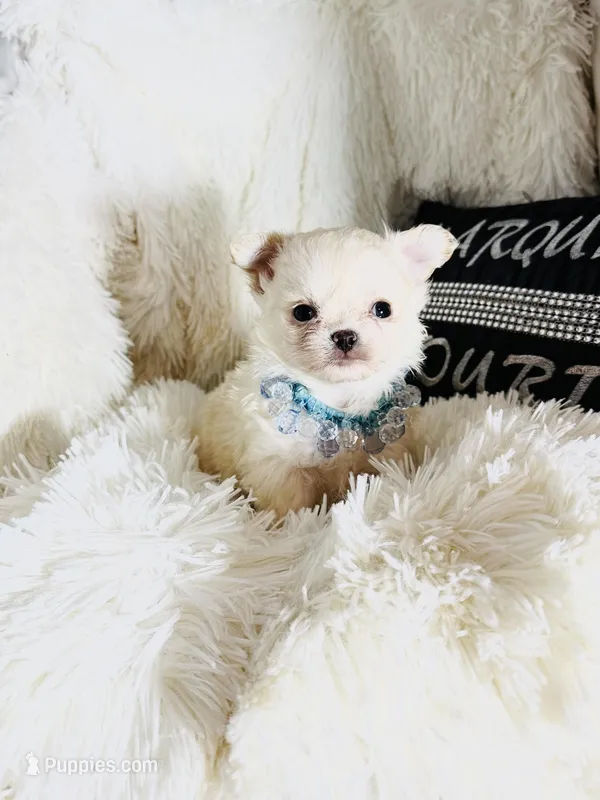 AKC Rowan, a male Chihuahua for sale in Purvis, MS – Photo 1 of 9