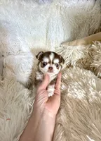 Tony Chocolate Wolfsable, a male Chihuahua for sale in Purvis, MS – Photo 6 of 6