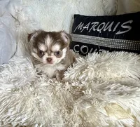 Tony Chocolate Wolfsable, a male Chihuahua for sale in Purvis, MS – Photo 5 of 6