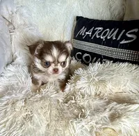 Tony Chocolate Wolfsable, a male Chihuahua for sale in Purvis, MS – Photo 3 of 6