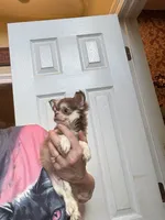 Tony Chocolate Wolfsable, a male Chihuahua for sale in Purvis, MS – Photo 2 of 6