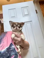 Tony Chocolate Wolfsable, a male Chihuahua for sale in Purvis, MS – Photo 1 of 6