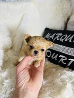 Tiny Nora, a female Chihuahua for sale in Purvis, MS – Photo 7 of 8