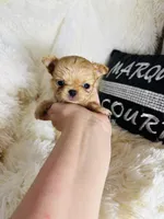 Tiny Nora, a female Chihuahua for sale in Purvis, MS – Photo 8 of 8