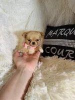 Tiny Nora, a female Chihuahua for sale in Purvis, MS – Photo 3 of 8