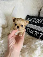 Tiny Nora, a female Chihuahua for sale in Purvis, MS – Photo 6 of 8