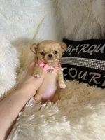 Tiny Nora, a female Chihuahua for sale in Purvis, MS – Photo 2 of 8