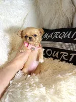 Tiny Nora, a female Chihuahua for sale in Purvis, MS – Photo 4 of 8