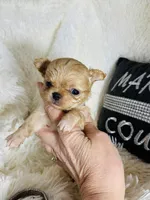 Tiny Nora, a female Chihuahua for sale in Purvis, MS – Photo 5 of 8