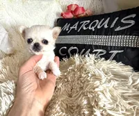 X tiny Barley , a male Chihuahua for sale in Purvis, MS – Photo 3 of 4