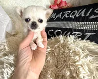 X tiny Barley , a male Chihuahua for sale in Purvis, MS – Photo 2 of 4