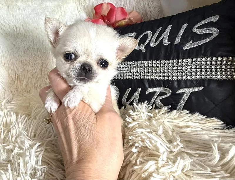 X tiny Barley  – Chihuahua puppy for sale in Purvis, MS