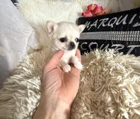 X tiny Barley , a male Chihuahua for sale in Purvis, MS – Photo 4 of 4