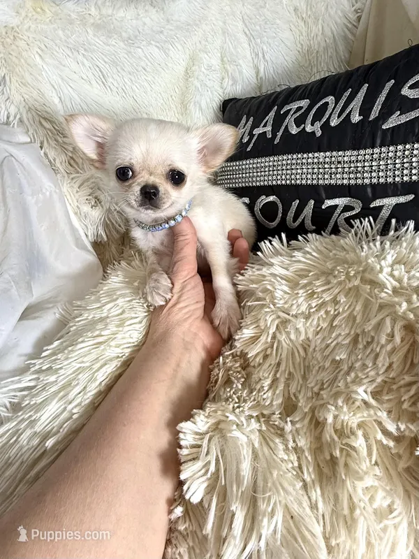 X tiny Barley  – Chihuahua puppy for sale in Purvis, MS