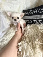 X tiny Barley , a male Chihuahua for sale in Purvis, MS – 1 of 5