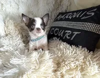 Deposit Received-Timmy, a male Chihuahua for sale in Purvis, MS – 2 of 6