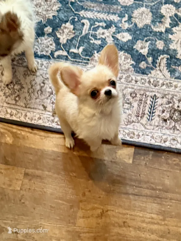 Tiny Ernie – Chihuahua puppy for sale in Purvis, MS