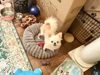  Duncan, a male Chihuahua for sale in Purvis, MS – 1 of 9