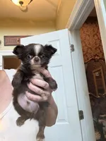 Smiley, a male Chihuahua for sale in Purvis, MS – 1 of 5