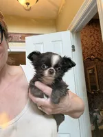 Smiley, a male Chihuahua for sale in Purvis, MS – 3 of 5