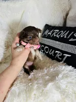 Tiny Bailey, a female Chihuahua for sale in Purvis, MS – Photo 3 of 3