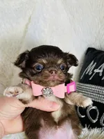 Tiny Bailey, a female Chihuahua for sale in Purvis, MS – Photo 1 of 3