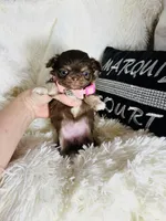 Tiny Bailey, a female Chihuahua for sale in Purvis, MS – Photo 2 of 3