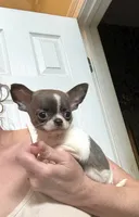 Lucky -Blue Brindle, a male Chihuahua for sale in Purvis, MS – 1 of 7