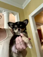 Happy , a male Chihuahua for sale in Purvis, MS – 2 of 5