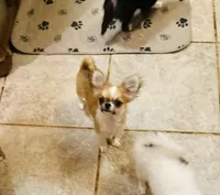 Sonny , a male Chihuahua for sale in Purvis, MS – 6 of 6