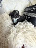 Trevor, a male Chihuahua for sale in Purvis, MS – 2 of 4