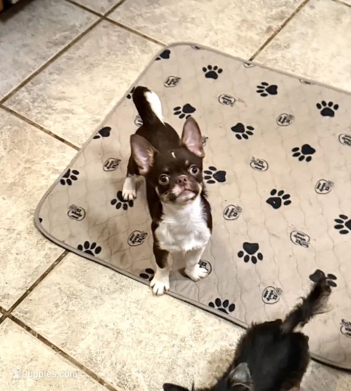 Zoey – Chihuahua puppy for sale in Purvis, MS