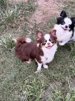 Kip Pet Home , a male Chihuahua for sale in Purvis, MS – 1 of 2