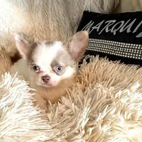 Jacob Lalic, a male Chihuahua for sale in Purvis, MS – Photo 6 of 6