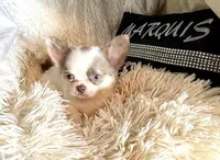 Jacob Lalic, a male Chihuahua for sale in Purvis, MS – Photo 4 of 4