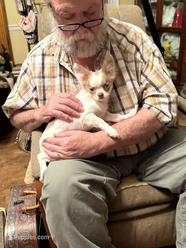 Jacob Lalic – Chihuahua puppy for sale in Purvis, MS