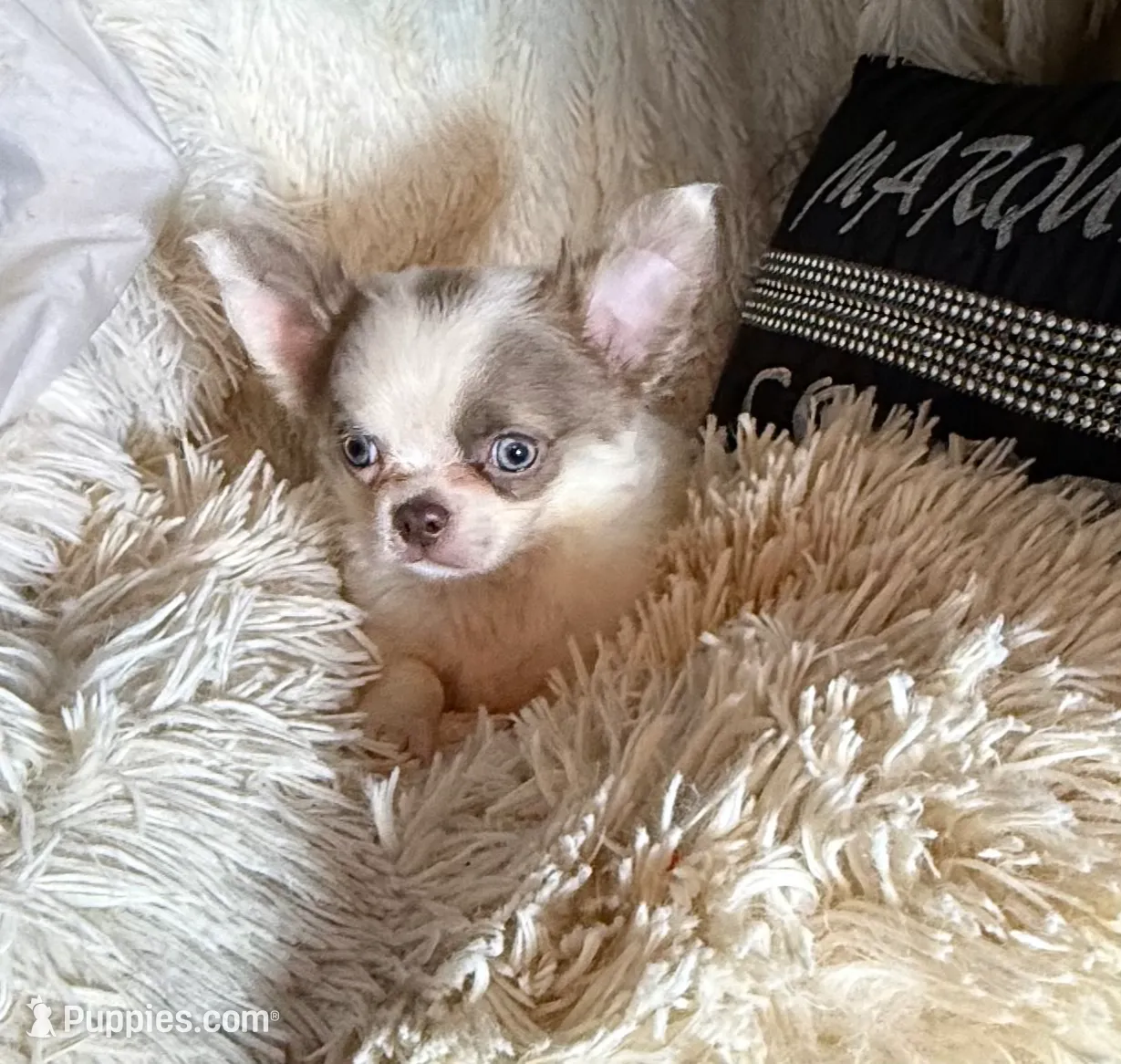 Jacob Lalic, a male Chihuahua for sale in Purvis, MS – Photo 3 of 4