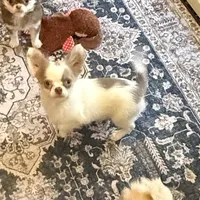 Jacob Lalic, a male Chihuahua for sale in Purvis, MS – Photo 1 of 6