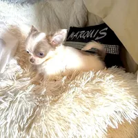 Jacob Lalic, a male Chihuahua for sale in Purvis, MS – Photo 4 of 6