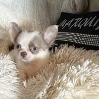 Jacob Lalic, a male Chihuahua for sale in Purvis, MS – Photo 3 of 6