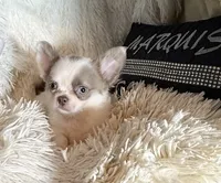 Jacob Lalic, a male Chihuahua for sale in Purvis, MS – Photo 1 of 4