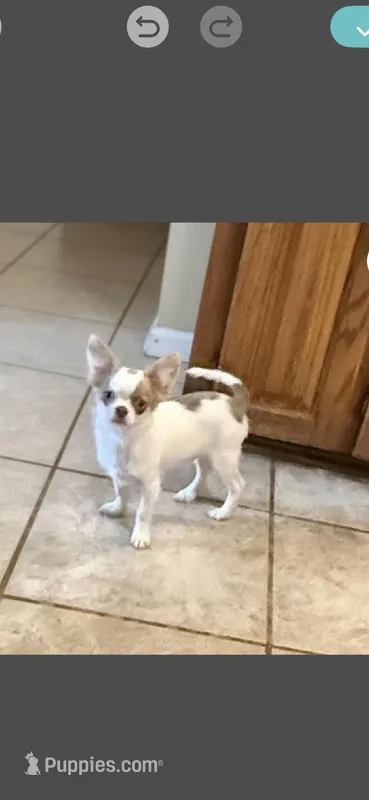 Jacob Lalic Pet Home – Chihuahua puppy for sale in Purvis, MS