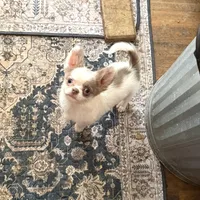 Jacob Lalic, a male Chihuahua for sale in Purvis, MS – Photo 2 of 6