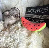 Tiny Brody, a male Chihuahua for sale in Purvis, MS – 2 of 7