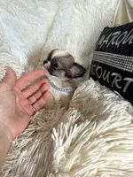 Sonny, a male Chihuahua for sale in Purvis, MS – 4 of 4