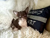 Zoey, a female Chihuahua for sale in Purvis, MS – 1 of 3